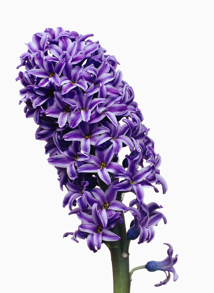 Purple Hyacinth ca. 2001